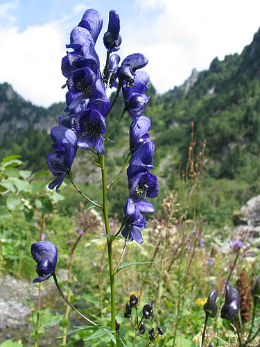 آکونتیوم واریگاتوم